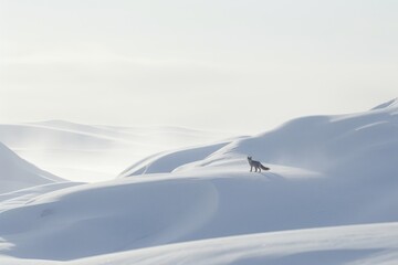 A Lone Wolf Walking Through the Snow