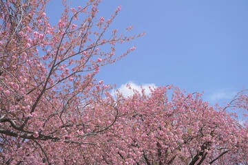 日本、神奈川県、横浜市の菊名桜山公園の八重桜
