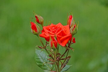 
Rose is the name given to woody perennial angiosperm fragrant plant species from the Rosa genus of...