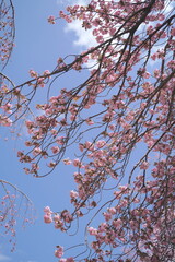 日本、神奈川県、横浜市の菊名桜山公園の八重桜
