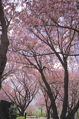 日本、神奈川県、横浜市の菊名桜山公園の八重桜
