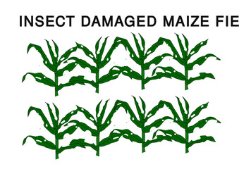 Insect - Damaged Maize Field