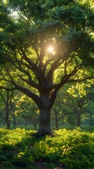 Obraz premium Majestic Tree Illuminated by Warm Sunlight in Lush Green Forest Landscape