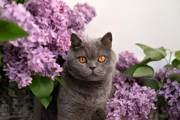 British shorthair cat sitting near lilac flowers bouquets, home allergy source concept, domestic...