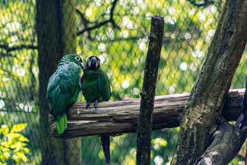 A pair of macaws standing on a wooden log. Leopards in an aviary at the zoo. Pair of parrots,...