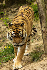 A tiger walking in a zoo exhibit. Tiger walking facing the lens. Beast, tiger, big cat, striped fur
