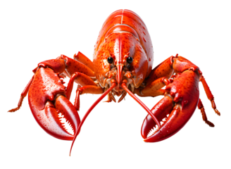 Red lobster lives in sea or ocean isolated on cut out PNG or transparent background. Lobsters are large saltwater marine animal. Body is black mixed with red. Realistic shrimp clipart template pattern