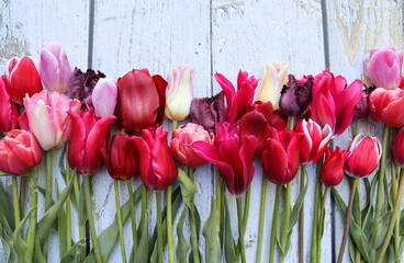 Beautiful wall made of red violet purple flowers tulips, press-wall, background, valentines day background