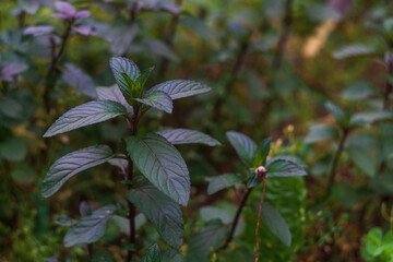 Beautiful peppermint plants with dark purple hues. Natural oils for the manufacture of medicines for the treatment of the human respiratory system and aromatherapy