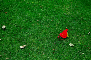 Flower leaves in summer. Red flowers on the grass