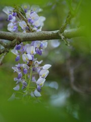 フジの花の蜜をすいにきたミツバチ