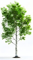 Vibrant Green Deciduous Tree in 3D Rendering on White Background