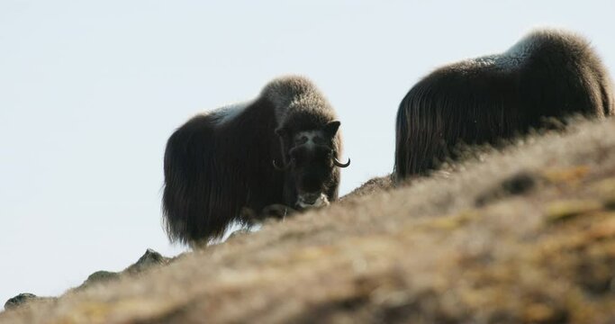 Musk ox pair in hillside looking at camera in Norway Dovrefjell sunset glow