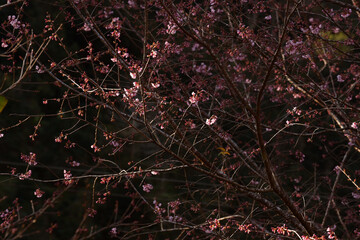 Phaya suae flower or sakura flower in Thailand