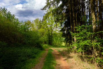 Dirt road in summer forest