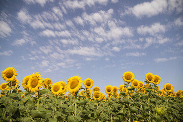 field of yellow sunflowers in an agricultural plantation in andalusia, spain. In the background...