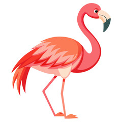 Flamingo icon. Cartoon illustration of flamingo vector icon for web