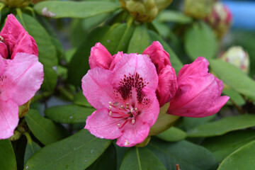 シャクナゲの花