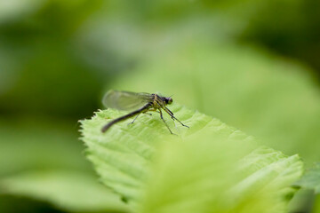 (Anisoptera), predatory insect characterized by an elongated body, agile flight and two pairs of approximately equal membranous wings.