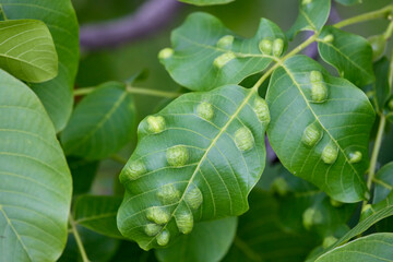 close up with the leaves of a sick walnut tree.