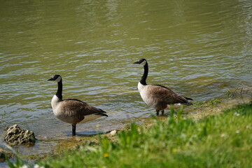 country goose family