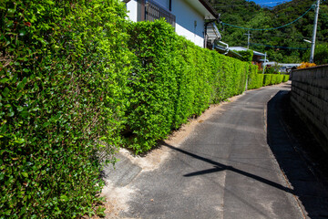 亜熱帯、入道雲、入江、集落の小径