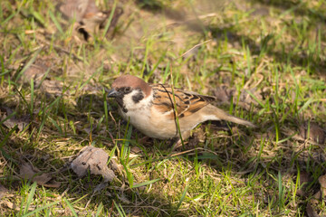 portrait of a sparrow on the grass in spring