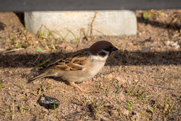 portrait of a sparrow