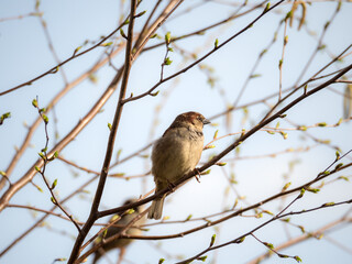 sparrow on a tree branch with green buds