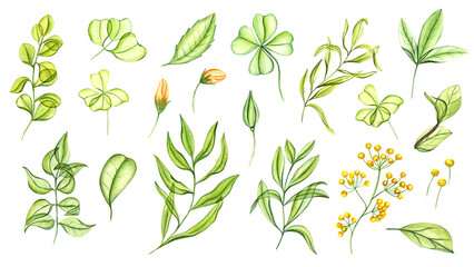 Spring transparent plants and flowers. Yellow flower and green leaves. Tea leaf, clover, buds. Sweet caramel greenery. Simple sugar elements. Watercolor illustration for postcard, greeting