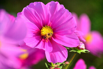 Obraz premium 秋の公園に咲くコスモス