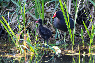 Moorhen chick and adult moorhen standing in the reeds on the edge of the union canal in Edinburgh Scotland 
