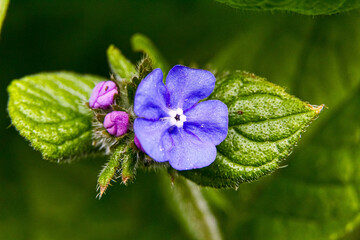Macro close up of a blue green alkanet and green leaves in the springtime 