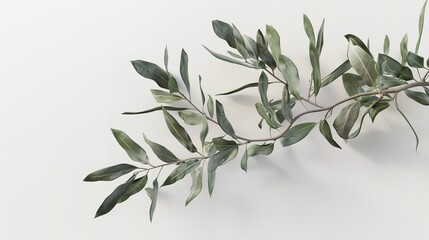 Olive Branch Cut Out in 8K Resolution

