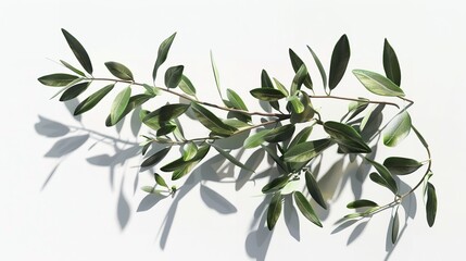 Olive Branch Cut Out in 8K Resolution

