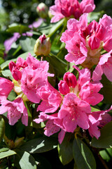 Fototapeta premium シャクナゲの花