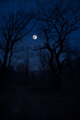 Mountain Road through the forest on a full moon night. Scenic night landscape of country road at...