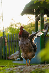 Rooster cock sings in the farmyard during the sunset. Domestic rooster portrait in the green garden with well on the background. Rural life concept © Nazaruk Nazar