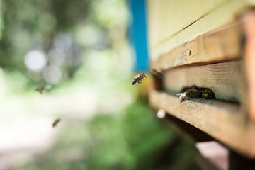 Pracujące pszczoły w ulu.