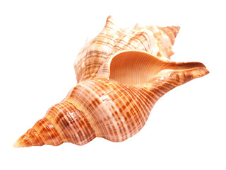Sea shell isolated on white