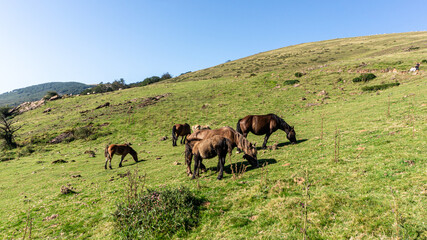 Horses in Pyrenees mountains in northern Spain