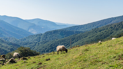 Sheep in Pyrenees mountains in northern Spain