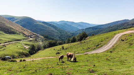 Horses in Pyrenees mountains in northern Spain