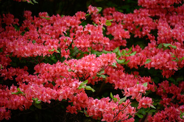 ツツジ