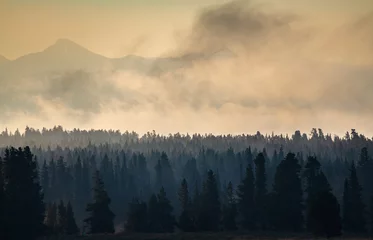 View of the Pine Forests at Yellowstone National Park