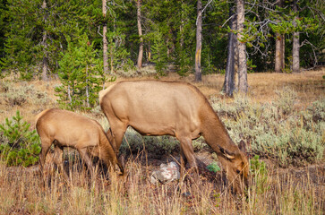 An Elk and her Baby at Yellowstone National Park