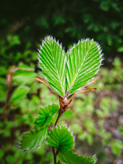 Ein grünes Blatt in Herzform im Wald. Nahaufnahme, Natur, Liebe.