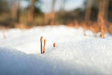 雪の間から顔を出すつつじの新芽