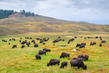 Obraz premium A Bison Herd at Lamar Valley in Yellowstone National Park