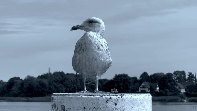 Moeve, beach, tench, Baltic Sea
